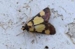 Deuterarcha xanthomela
