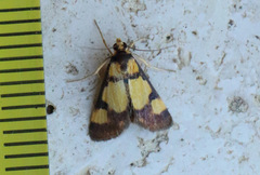 Deuterarcha xanthomela