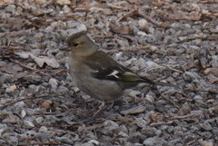 Fringilla coelebs