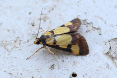 Deuterarcha xanthomela