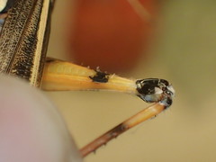 Macrocara conglobata