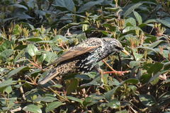 Sturnus vulgaris