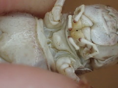 Macrocara conglobata