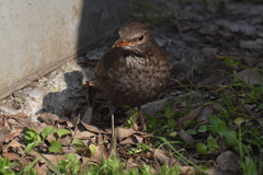 Turdus merula