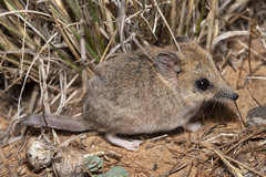 Sminthopsis crassicaudata