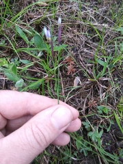 Sisyrinchium mucronatum