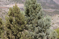 Juniperus coahuilensis