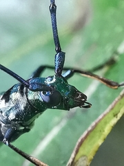 Chloridolum thomsoni