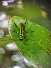 Chloridolum thomsoni