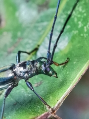 Chloridolum thomsoni