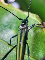 Chloridolum thomsoni