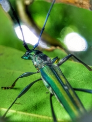 Chloridolum thomsoni