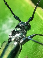 Chloridolum thomsoni