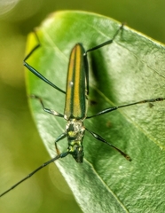 Chloridolum thomsoni