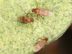 Diptera