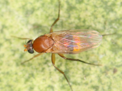 Diptera