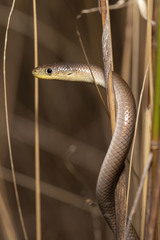 Delma inornata
