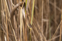 Delma inornata