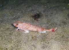 Chelidonichthys obscurus