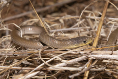 Delma inornata