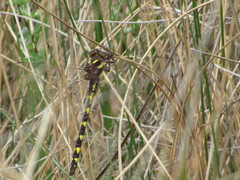 Cordulegaster bilineata