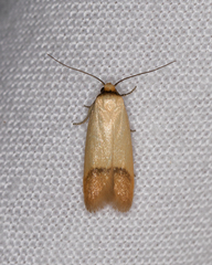Tachystola stenoptera
