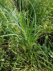 Andropogon gerardi