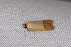 Tachystola stenoptera