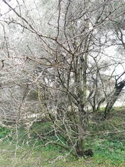 Gleditsia triacanthos