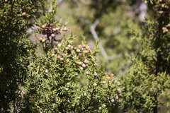 Juniperus coahuilensis
