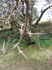 Gleditsia triacanthos