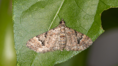 Mnesiloba eupitheciata