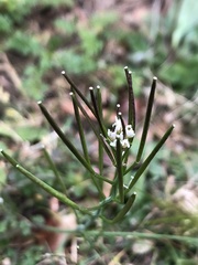 Cardamine hirsuta
