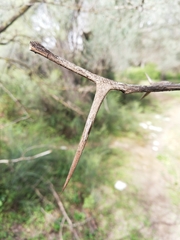 Gleditsia triacanthos