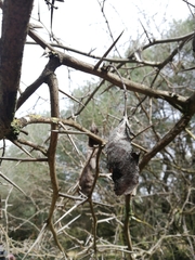 Gleditsia triacanthos