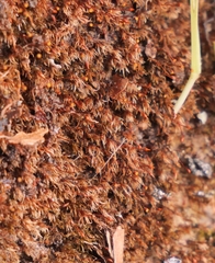 Dicranella rufescens