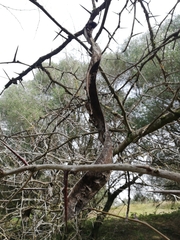 Gleditsia triacanthos
