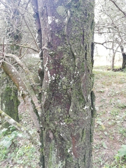 Gleditsia triacanthos