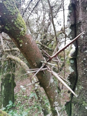 Gleditsia triacanthos
