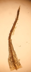 Dicranella rufescens