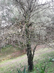 Gleditsia triacanthos