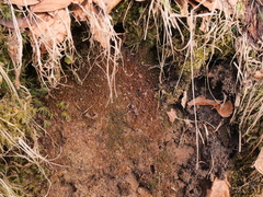 Dicranella rufescens