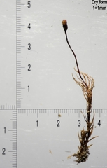 Dicranella rufescens