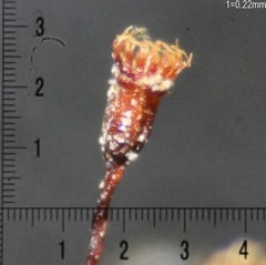 Dicranella rufescens