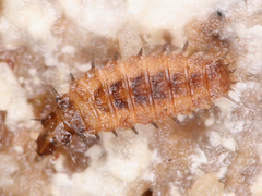 Diptera