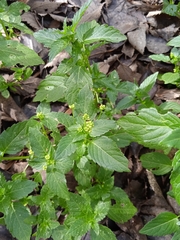 Mercurialis annua
