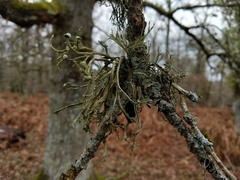 Ramalina calicaris