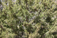 Juniperus coahuilensis