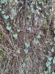 Aristolochia baetica