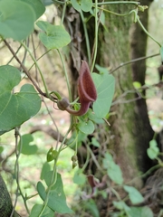 Aristolochia baetica